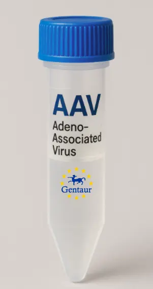 POMT1 AAV Vector (Human) (CMV)
